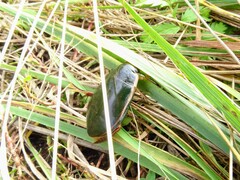 Cybister lateralimarginalis