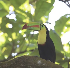Ramphastos sulfuratus