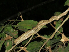 Corallus annulatus