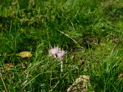Centaurea diffusa
