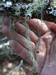 Usnea longissima