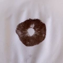 Hypholoma fasciculare