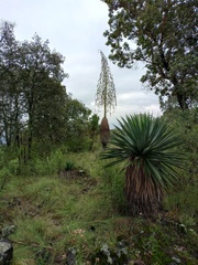 Furcraea parmentieri