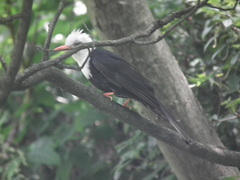 Hypsipetes leucocephalus