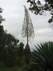 Furcraea parmentieri