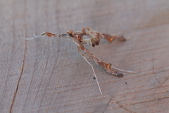 Atomopteryx solanalis