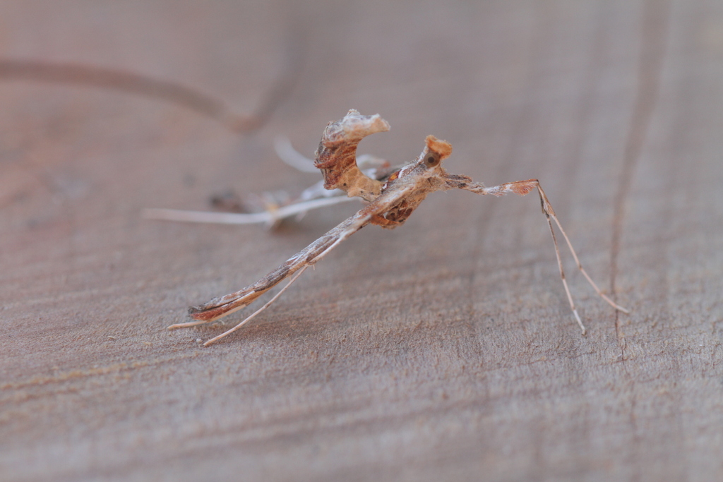 Lineodes solanalis