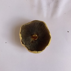 Hypholoma fasciculare