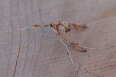 Atomopteryx solanalis