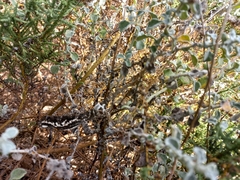 Bradypodion occidentale