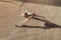 Atomopteryx solanalis