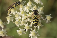 Dasysyrphus