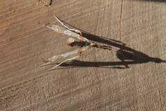 Atomopteryx solanalis