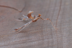 Atomopteryx solanalis