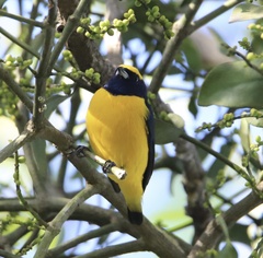 Euphonia luteicapilla