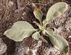 Verbascum rotundifolium