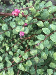 Symphoricarpos orbiculatus