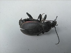 Carabus violaceus