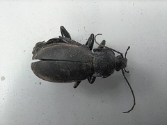 Carabus violaceus