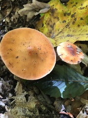 Leratiomyces