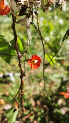 Ipomoea coccinea