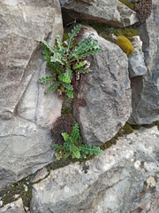 Asplenium ceterach