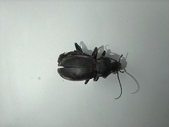 Carabus violaceus