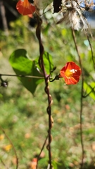 Ipomoea coccinea