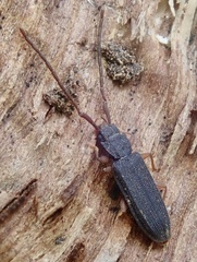 Uleiota planata