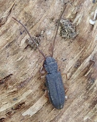Uleiota planata