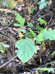Cornus alternifolia