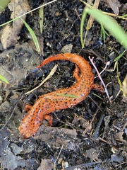 Pseudotriton ruber