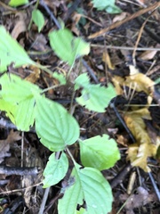 Cornus alternifolia