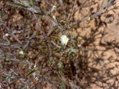 Drosanthemum calycinum