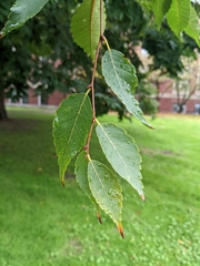 Zelkova