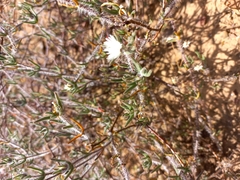 Drosanthemum calycinum