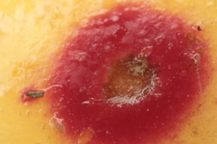 Quadraspidiotus perniciosus