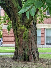 Zelkova