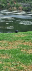 Fulica cristata