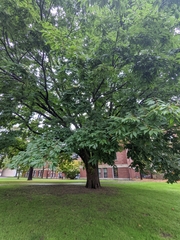 Zelkova