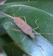 Paradasynus spinosus
