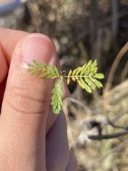 Desmanthus leptolobus