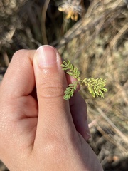 Desmanthus leptolobus