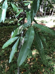 Quercus laurifolia