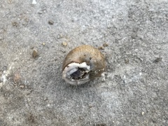 Helix pomatia