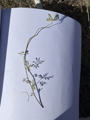 Desmanthus leptolobus