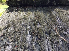 Cladonia macilenta