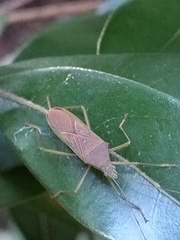 Paradasynus spinosus