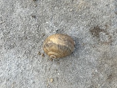 Helix pomatia