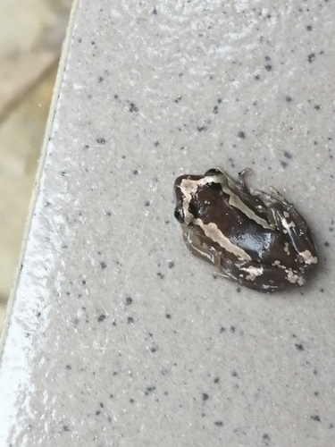 Brown Banana Frog